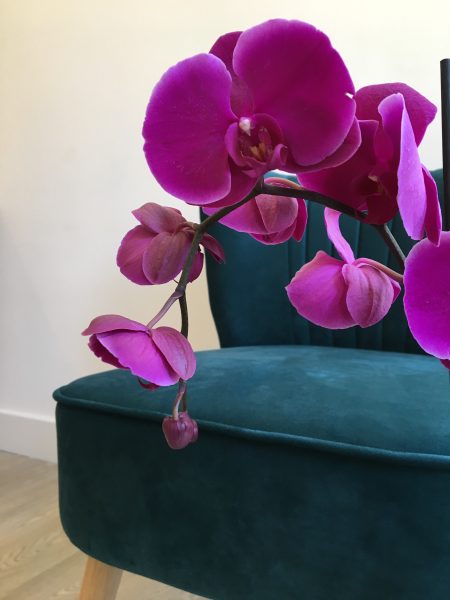 Orchid flowers in the Porterbrook Dental waiting area, Sheffield